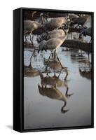 Middle East, Israel, Hula Park, Cranes near the lake-Samuel Magal-Framed Stretched Canvas