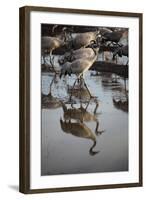 Middle East, Israel, Hula Park, Cranes near the lake-Samuel Magal-Framed Photographic Print