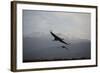 Middle East, Israel, Hula Park, Cranes-Samuel Magal-Framed Photographic Print