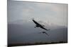 Middle East, Israel, Hula Park, Cranes-Samuel Magal-Mounted Photographic Print