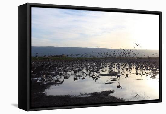 Middle East, Israel, Hula Park, Large group of Cranes near the lake-Samuel Magal-Framed Stretched Canvas