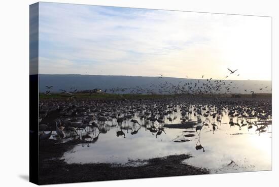 Middle East, Israel, Hula Park, Large group of Cranes near the lake-Samuel Magal-Stretched Canvas