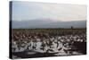 Middle East, Israel, Hula Park, Large group of Cranes near the lake-Samuel Magal-Stretched Canvas