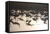 Middle East, Israel, Hula Park, Large group of Cranes near the lake-Samuel Magal-Framed Stretched Canvas