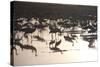 Middle East, Israel, Hula Park, Large group of Cranes near the lake-Samuel Magal-Stretched Canvas