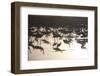 Middle East, Israel, Hula Park, Large group of Cranes near the lake-Samuel Magal-Framed Photographic Print