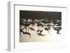 Middle East, Israel, Hula Park, Large group of Cranes near the lake-Samuel Magal-Framed Photographic Print