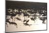 Middle East, Israel, Hula Park, Large group of Cranes near the lake-Samuel Magal-Mounted Photographic Print