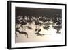 Middle East, Israel, Hula Park, Large group of Cranes near the lake-Samuel Magal-Framed Photographic Print