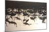 Middle East, Israel, Hula Park, Large group of Cranes near the lake-Samuel Magal-Mounted Photographic Print