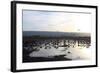 Middle East, Israel, Hula Park, Large group of Cranes near the lake-Samuel Magal-Framed Photographic Print