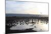 Middle East, Israel, Hula Park, Large group of Cranes near the lake-Samuel Magal-Mounted Photographic Print