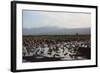 Middle East, Israel, Hula Park, Large group of Cranes near the lake-Samuel Magal-Framed Photographic Print