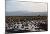 Middle East, Israel, Hula Park, Large group of Cranes near the lake-Samuel Magal-Mounted Photographic Print