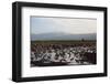 Middle East, Israel, Hula Park, Large group of Cranes near the lake-Samuel Magal-Framed Photographic Print