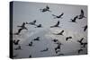 Middle East, Israel, Hula Park, Large group of Cranes-Samuel Magal-Stretched Canvas