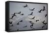 Middle East, Israel, Hula Park, Large group of Cranes-Samuel Magal-Framed Stretched Canvas