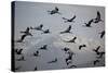 Middle East, Israel, Hula Park, Large group of Cranes-Samuel Magal-Stretched Canvas