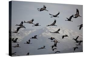 Middle East, Israel, Hula Park, Large group of Cranes-Samuel Magal-Stretched Canvas