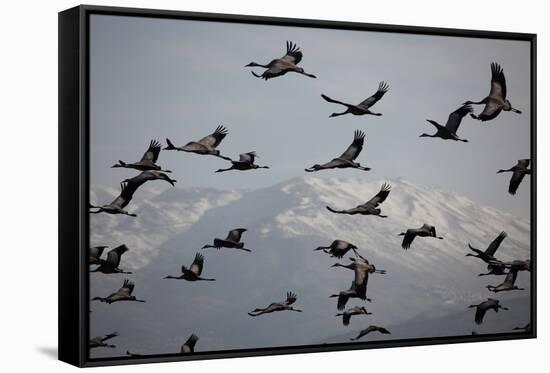 Middle East, Israel, Hula Park, Large group of Cranes-Samuel Magal-Framed Stretched Canvas