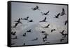 Middle East, Israel, Hula Park, Large group of Cranes-Samuel Magal-Framed Stretched Canvas