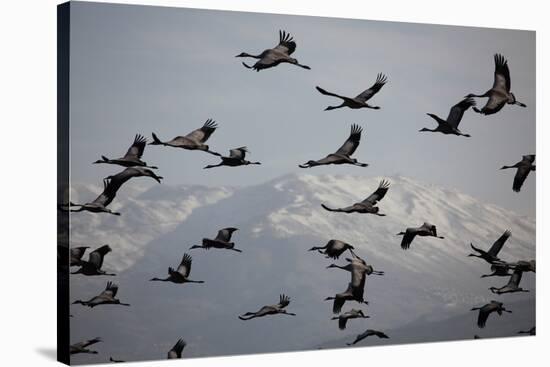 Middle East, Israel, Hula Park, Large group of Cranes-Samuel Magal-Stretched Canvas