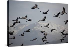 Middle East, Israel, Hula Park, Large group of Cranes-Samuel Magal-Stretched Canvas