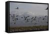 Middle East, Israel, Hula Park, Large group of Cranes-Samuel Magal-Framed Stretched Canvas