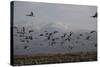 Middle East, Israel, Hula Park, Large group of Cranes-Samuel Magal-Stretched Canvas