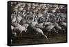 Middle East, Israel, Hula Park, Large group of Cranes-Samuel Magal-Framed Stretched Canvas