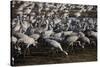 Middle East, Israel, Hula Park, Large group of Cranes-Samuel Magal-Stretched Canvas