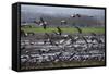 Middle East, Israel, Hula Park, Large group of Cranes-Samuel Magal-Framed Stretched Canvas