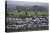 Middle East, Israel, Hula Park, Large group of Cranes-Samuel Magal-Stretched Canvas