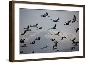 Middle East, Israel, Hula Park, Large group of Cranes-Samuel Magal-Framed Photographic Print