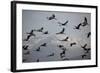 Middle East, Israel, Hula Park, Large group of Cranes-Samuel Magal-Framed Photographic Print