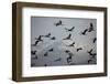 Middle East, Israel, Hula Park, Large group of Cranes-Samuel Magal-Framed Photographic Print