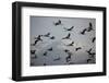 Middle East, Israel, Hula Park, Large group of Cranes-Samuel Magal-Framed Photographic Print