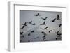 Middle East, Israel, Hula Park, Large group of Cranes-Samuel Magal-Framed Photographic Print