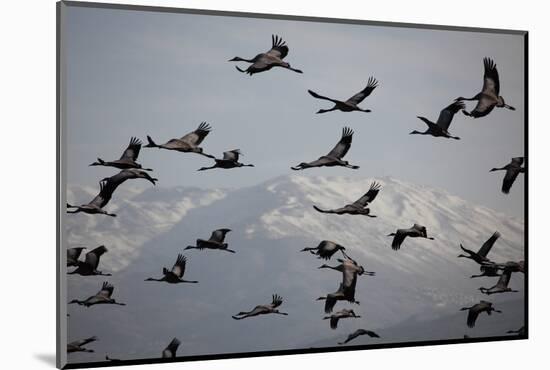Middle East, Israel, Hula Park, Large group of Cranes-Samuel Magal-Mounted Photographic Print