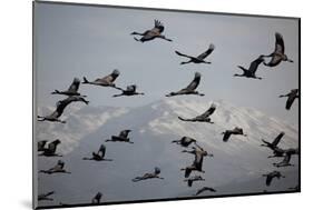 Middle East, Israel, Hula Park, Large group of Cranes-Samuel Magal-Mounted Photographic Print