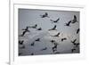 Middle East, Israel, Hula Park, Large group of Cranes-Samuel Magal-Framed Photographic Print