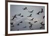 Middle East, Israel, Hula Park, Large group of Cranes-Samuel Magal-Framed Photographic Print