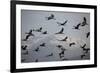 Middle East, Israel, Hula Park, Large group of Cranes-Samuel Magal-Framed Photographic Print