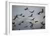 Middle East, Israel, Hula Park, Large group of Cranes-Samuel Magal-Framed Photographic Print