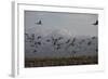 Middle East, Israel, Hula Park, Large group of Cranes-Samuel Magal-Framed Photographic Print