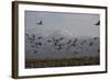 Middle East, Israel, Hula Park, Large group of Cranes-Samuel Magal-Framed Photographic Print