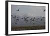Middle East, Israel, Hula Park, Large group of Cranes-Samuel Magal-Framed Photographic Print