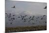 Middle East, Israel, Hula Park, Large group of Cranes-Samuel Magal-Mounted Photographic Print