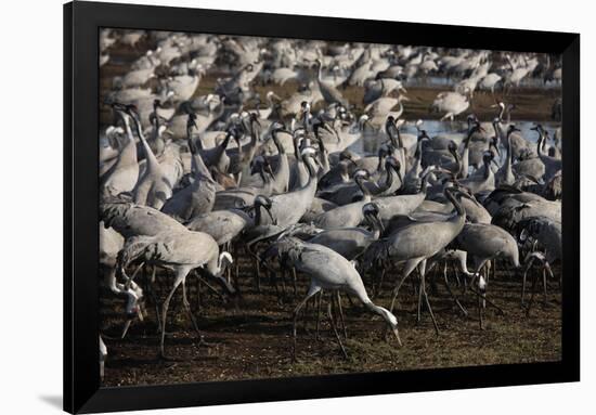 Middle East, Israel, Hula Park, Large group of Cranes-Samuel Magal-Framed Photographic Print