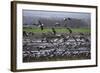 Middle East, Israel, Hula Park, Large group of Cranes-Samuel Magal-Framed Photographic Print